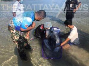 Injured striped dolphin rescued after being washed up on a Phuket beach this morning