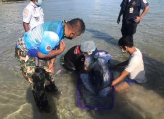Injured striped dolphin rescued after being washed up on a Phuket beach this morning