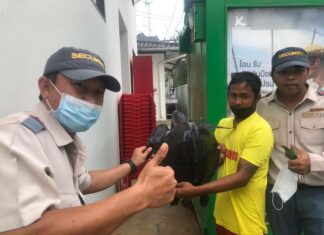 Sea turtle rescued on Kata Beach in Phuket