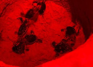85 baby sea turtles hatch and head out to the sea in the north of Phuket