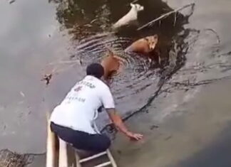 Three stray dogs rescued after falling into wastewater retention pond in Thalang