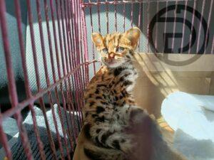 Young, wild leopard cat tragically dies after being found injured and provided treatment in Thalang, Phuket