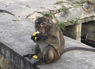 Phuket Public Health strictly following measurements to prevent monkeypox