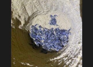 52 cuccioli di tartarughe marine si schiudono e tornano a casa a Phang Nga – VIDEO