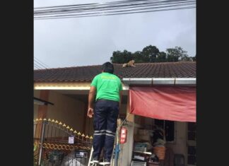 Monkey caught after reportedly disturbing residents in Thalang, Phuket