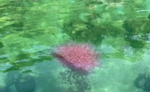 Krabi warns of ‘flame jellyfish’ at Hong Island