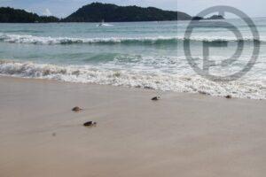 Phuket holds ‘World Ocean Day’ at Patong Beach