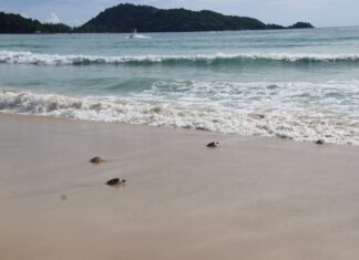 Phuket holds ‘World Ocean Day’ at Patong Beach