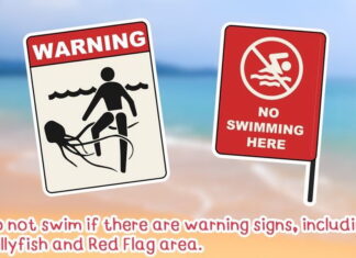 Tourism Authority of Thailand warns of venomous jellyfish during monsoon season