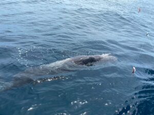 Young sperm whale being searched for after being seen stuck in sea garbage near Racha Island in Phuket