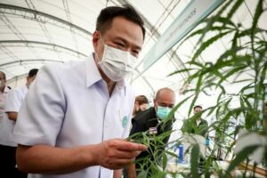 Thai government tightens some cannabis rules, especially for minors