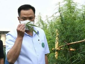 Featured: A summary of cannabis and hemp plantations legalization in Thailand which officially starts today