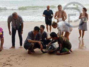 Second dolphin being treated in Phuket after washing up on a beach in Phang Nga this month