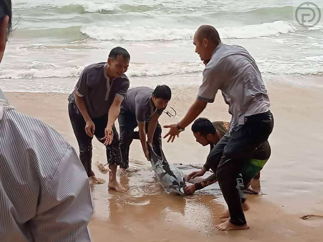 Second dolphin being treated in Phuket after washing up on a beach in Phang  Nga this month - The Phuket Express
