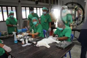 Phuket provides rabies vaccines and sterilization for cats and dogs