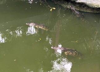 Wildlife officials clarify and address tourists concerns about allegedly hungry crocodiles at a Phuket farm, say the reptiles are fine