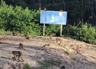 Less tourists and locals visiting monkey viewpoint at Koh Sirey, Phuket, say fruit vendors, monkeypox blamed