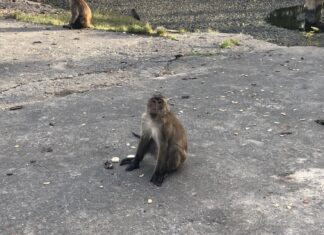 Phuket’s biggest stories from the last week: First Thailand monkey pox case found in Phuket, Bangla Road and Old Phuket Town still busy, gold snatcher arrested and more