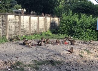 40-year-old man in Phuket identified as person of concern for monkeypox, although doctors initially believe he may have chickenpox instead