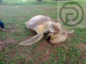 Sea turtle found dead on beach in Thalang with plastic in mouth