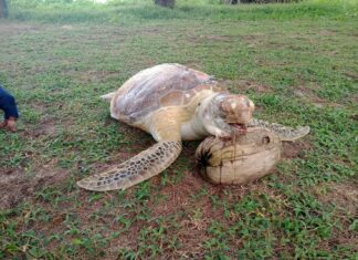 Sea turtle found dead on beach in Thalang with plastic in mouth