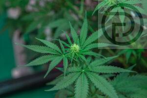 Analysis: Things are going well in Thailand after one month of cannabis decriminalization and the sky has not fallen