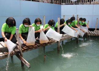 500,000 shrimp released in Phuket to honor Queen Sirikit’s 90th birthday