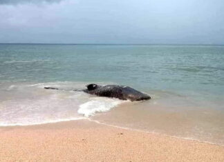 Huge whale shark found dead in Krabi