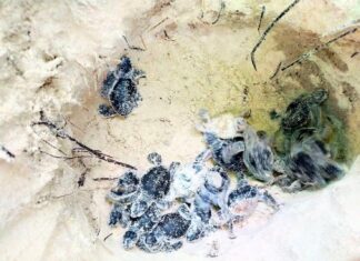 20 baby sea turtles hatch and head back home in Phang Nga