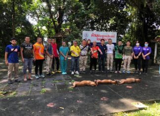 Stray dogs caught after chasing after tourists and residents in Phuket