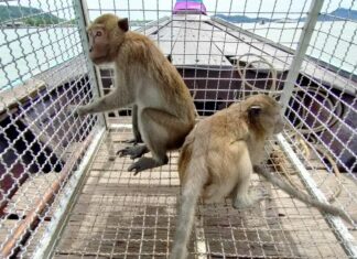 Two monkeys caught after reportedly causing monkey business on Coconut Island in Phuket Â