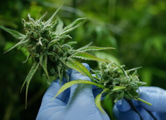 New regulation controls cannabis flowers in Thailand