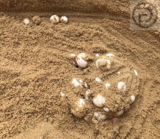 108 leatherback sea turtle eggs found on Phuket Beach
