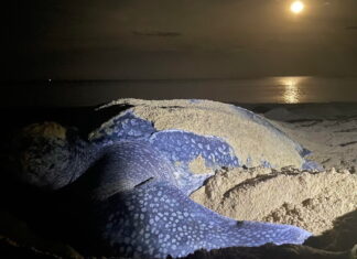 Third leatherback sea turtle nest found on beach in Phang Nga