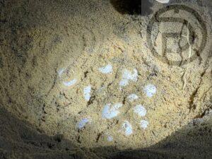 A Fourth Leatherback Sea Turtle Nest Containing 138 Eggs Has Been Found on a Beach in Phang Nga
