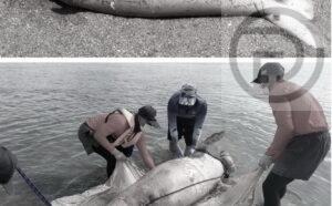 Dugong found dead in Krabi