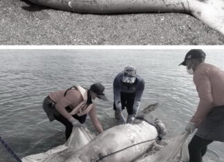 Dugong found dead in Krabi
