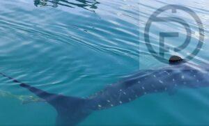Whale Shark Spotted With Fishing Net Stuck in Tail in Krabi