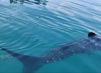 Whale Shark Spotted With Fishing Net Stuck in Tail in Krabi