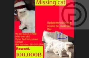Reward of 100,000 Baht Offered For Missing Cat in Phuket