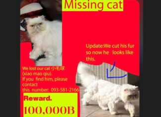 Reward of 100,000 Baht Offered For Missing Cat in Phuket