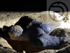 Sixth Recent Leatherback Sea Turtle Nest Containing 131 Eggs Found in Phang Nga