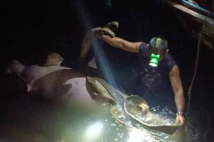 Huge Dugong Found Dead in Krabi
