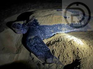 129 Leatherback Sea Turtle Eggs Found on Phang Nga Beach