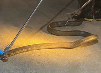 King cobra caught at home in Thalang