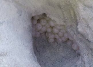 190 sea turtle eggs found on Phang Nga Beach