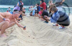 103 Baby Sea Turtles Hatch and Head Back to the Sea in Phang Nga