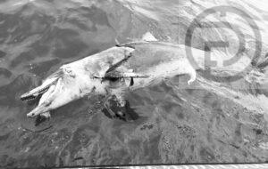 Dolphin Found Dead in Krabi