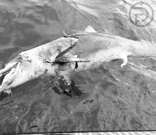 Dolphin Found Dead in Krabi