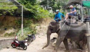 Phuket Elephant Camp Businesses Ready for Chinese Tourists